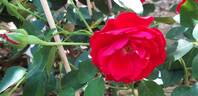 Grand Hotel ® rose photo
