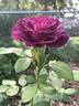Heroes Rose rose photo