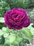 Heroes Rose rose photo