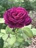 Heroes Rose rose photo