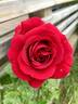 Sympathie ® rose photo