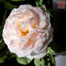 Domaine de Courson ® rose photo