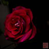 Blue Bell rose photo