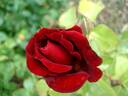 Bertrand Amoussou rose photo