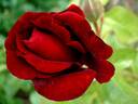 Bertrand Amoussou rose photo