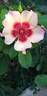 Fancy Babylon Eyes rose photo