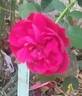 Grand Hotel ® rose photo