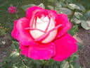 Typhoo Tea rose photo