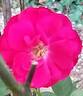 Grand Hotel ® rose photo