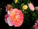 Concours Lepine ® rose photo