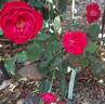 Grand Hotel ® rose photo