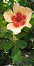 Fancy Babylon Eyes rose photo
