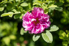Light Pink Valeda rose photo