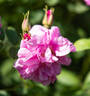 Light Pink Valeda rose photo