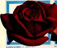 Champs-Elysées ® rose photo