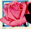 Carina rose photo