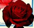 Pharaon rose photo