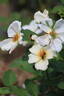 Dairy Maid rose photo