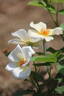 Dairy Maid rose photo