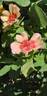 Fancy Babylon Eyes rose photo