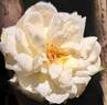 Barbados rose photo
