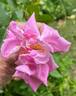 Isabella Skinner rose photo