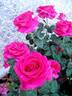 Charme de Bezouotte rose photo