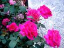Charme de Bezouotte rose photo