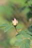 Shropshire Lass rose photo
