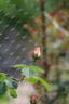 Shropshire Lass rose photo