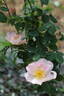 Shropshire Lass rose photo