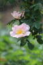 Shropshire Lass rose photo
