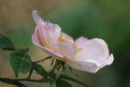 Shropshire Lass rose photo