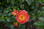 Bienenweide rose photo
