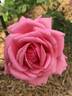 Country Doctor rose photo