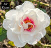 Air Kisses rose photo