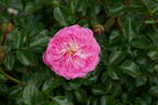 Pinocchio rose photo