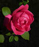 Red Radiance rose photo