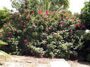 Red Radiance rose photo
