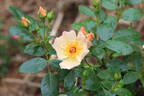 Keith Maughan rose photo