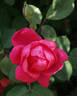 Red Radiance rose photo