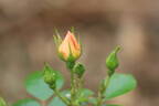 Keith Maughan rose photo