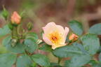 Keith Maughan rose photo