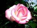 Perception rose photo