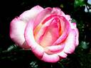 Perception rose photo