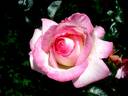 Perception rose photo