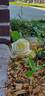 Amazone rose photo