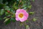 Green Connection Sweet 16 rose photo