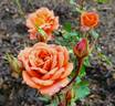 Teddy Bear ™ rose photo