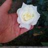 Pascali rose photo